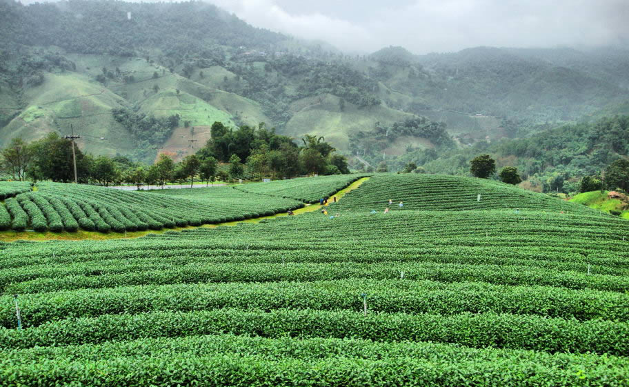 tea plantation